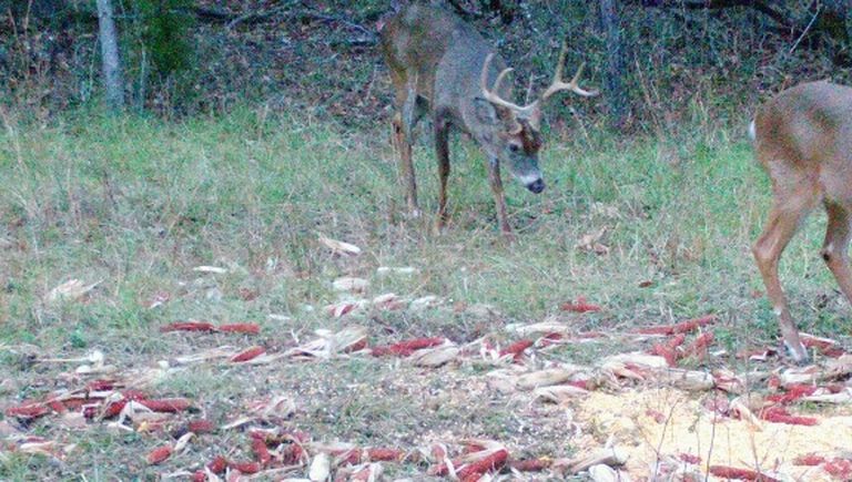Making The Most Of Your Trailcams During Hunting Season Article Image captured on Trailcam of a buck in a clearing