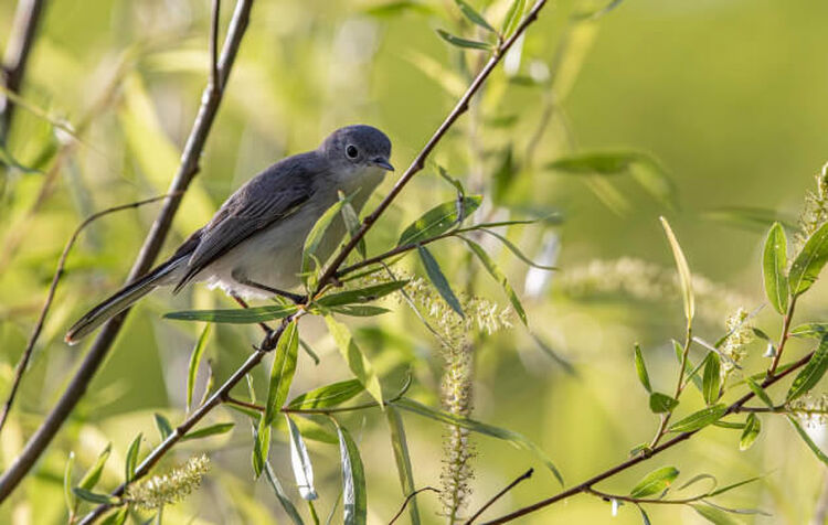 John Huse Birding Photography Photo of a grey and white bird perched on a branch