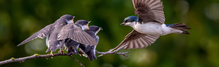 John Huse Birding Photography Photo of Tree Swallows