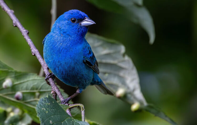 John Huse Birding Photography Photo of a bright blue bird perched on a branch