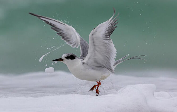 John Huse Birding Photography Photo of a white bird along the coastline