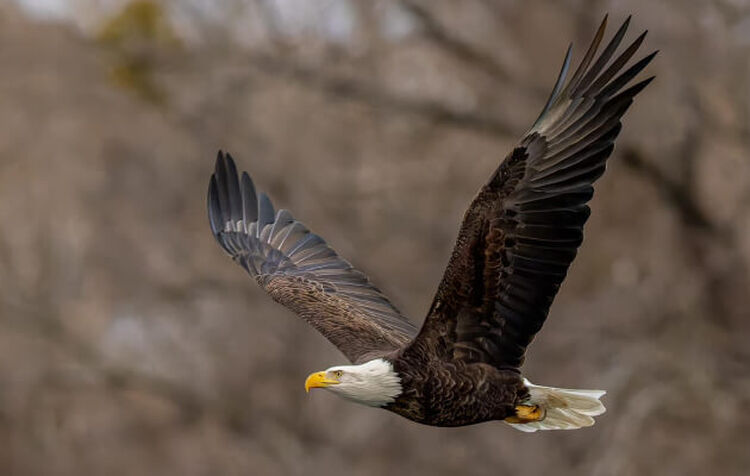 John Huse Birding Photography Photo of a Bald Eagle in flight