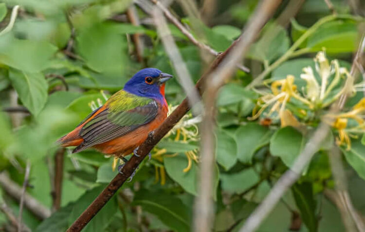 John Huse Birding Photography Photo of a multi-color bird perched on a branch