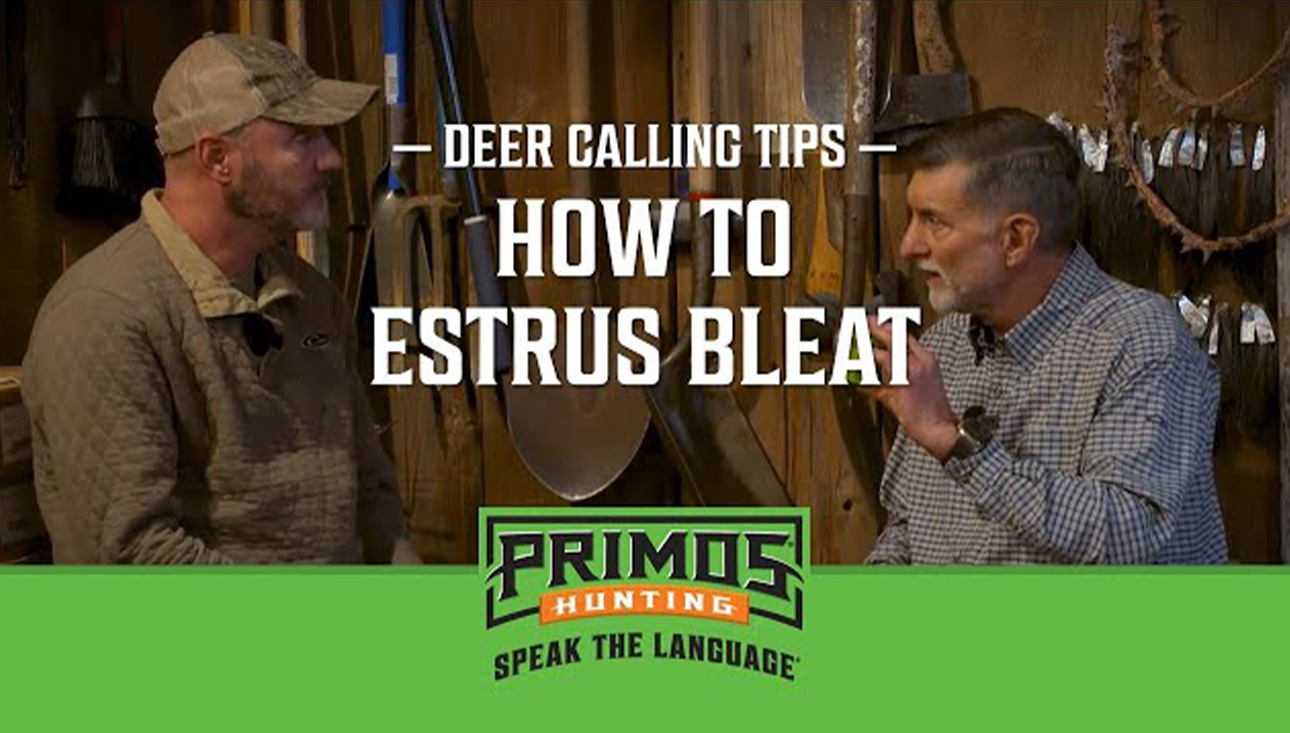 Primos Videos Bleating with Primos