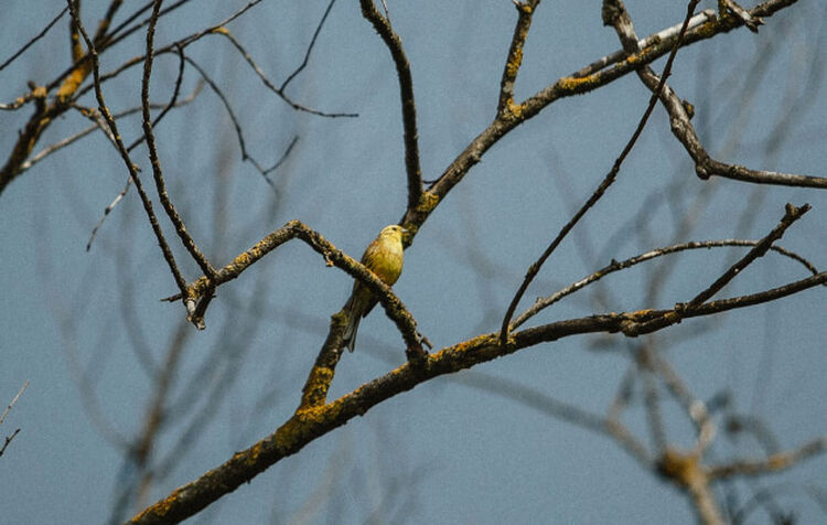 Great Image Quality Bird perched on a tree branch