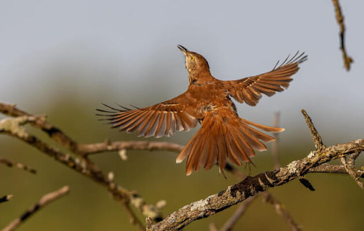 John Huse Birding Photography Photo of a brown bird with wings spread out