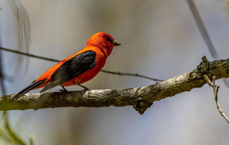 John Huse Birding Photography Photo of an orange and black bird perched on a branch